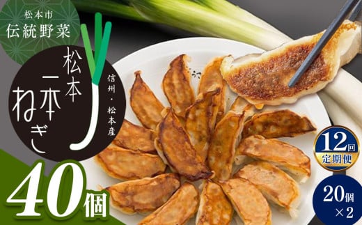 【定期便12回】【伝統野菜松本一本ねぎ使用】松本一本ねぎ餃子　20個入り×2 | 餃子 ギョーザ 国産 長野県 松本市 信州産 ふるさと納税