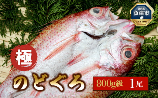 
【極】日本海産のどぐろ開き　800ｇ級×1尾 富山 魚津 浜浦水産[№5617-0813]
