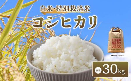 コシヒカリ 30kg 令和7年産 新米 白米 コシヒカリ 滋賀県