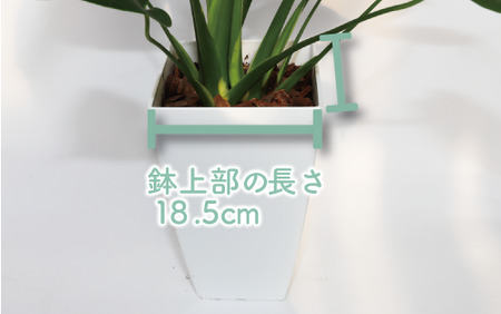 【観葉植物】モンステラ60cm～80cm(緑の中道/014-1485) 観葉植物 植物 鉢付 インテリア 室内 オフィス おしゃれ プレゼント ギフト 開店祝い 移転祝い マイナスイオン 鹿児島 いぶ