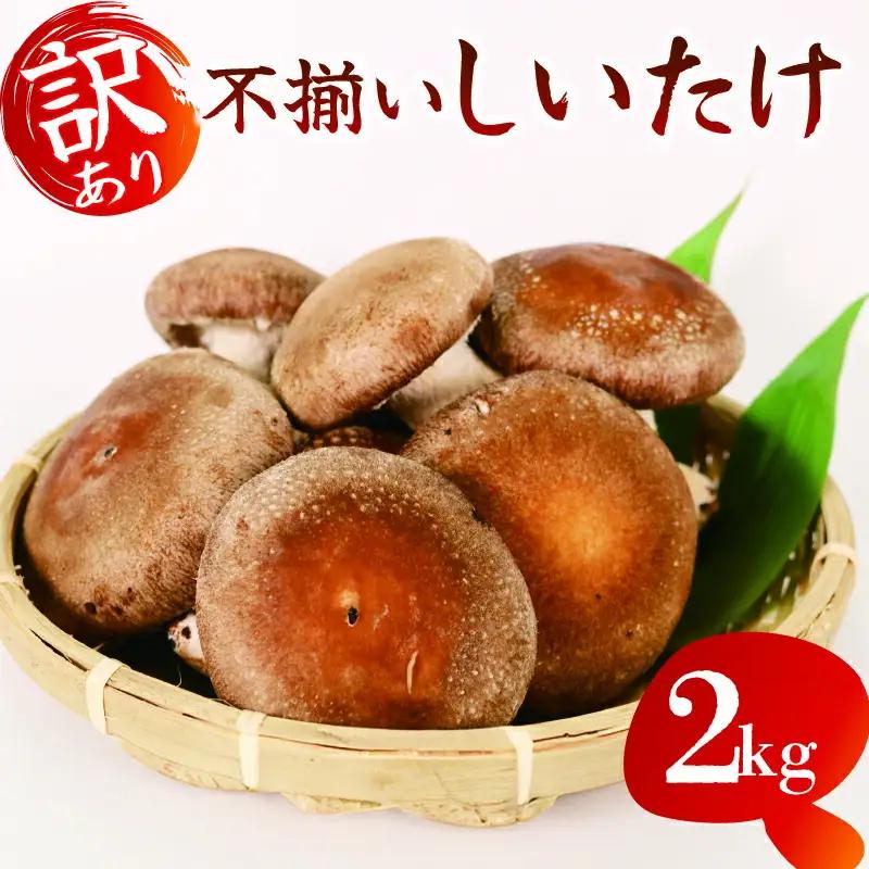 しいたけ 2kg 椎茸 生しいたけ