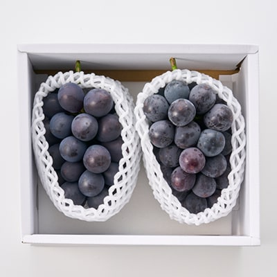 種なし巨峰(2房)【配送不可地域：離島】