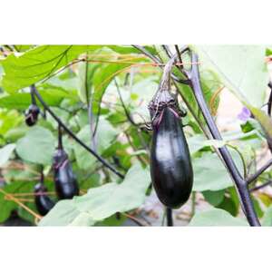 ≪畑から直送≫旬の野菜10種セット【配送不可地域：離島】【1290013】