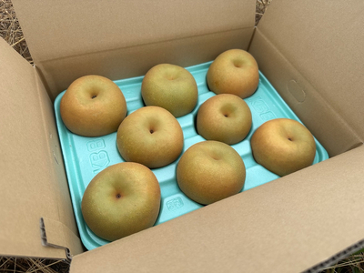 【先行予約】岸田農園の完熟梨 あきづき【5kg,8-20玉入り】 | 梨 なし 秋月 果物 フルーツ 完熟 ジューシー 秋 旬 産地直送 期間限定 季節限定 季節商品 送料無料 国産 栃木県 芳賀町 