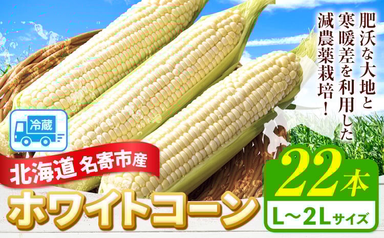 
            【2026年出荷】 北海道名寄産ホワイトコーン L～2Lサイズ22本 《2026年8月中旬-9月中旬頃出荷》NPO法人なよろ観光まちづくり協会 北海道 とうもろこし トウモロコシ Lサイズ 2Lサイズ お取り寄せ 旬 新鮮 産地直送 甘い 糖度 22本 冷蔵
          
