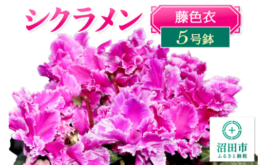 《12月以降発送》北海道・離島以外配送 シクラメン5号鉢 藤色衣