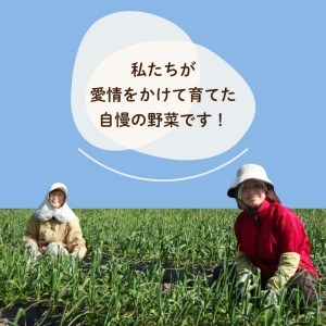 定期便 野菜 6回 7~8品程度 6か月 詰め合わせ セット 毎月お届け 半年間 高知県 須崎市