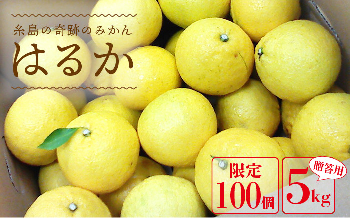 
【先行予約】 爽やかに 甘い ！ 糸島産 「 はるか 」 贈答用 約 5kg 【2025年3月より順次発送】二丈赤米産直センター [ABB001]
