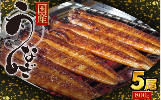 【2週間配送】国産 うなぎ 蒲焼 5尾（約800g）冷蔵 特上うなぎ 頭付き かば焼き うなぎ蒲焼き 鰻 土用の丑の日 丑の日 夏 スタミナ たれ 秘伝 うな重 ひつまぶし 人気 地元で人気 おすすめ タレ 焼き