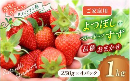 【ご家庭用】 いちご よつぼし すず 品種おまかせ 1kg （250g × 4パック） いちご 【hfpr003-01】