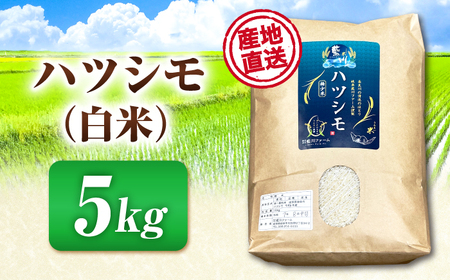 【令和7年度産】白米ハツシモ 5kg 白米 5kg[ANHI001]