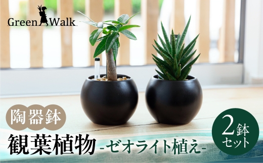 観葉植物 2鉢セット 【陶器鉢（ブラックバルーン）】ゼオライト植え インテリア 緑 グリーン 植物 簡単 初心者 かわいい 自然 おしゃれ 観葉植物 Green Walk グリーンウォーク 愛知県 豊橋市