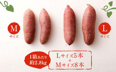 171-1133x2 【先行予約】 高糖度さつまいも 甘太くん 約2.8kg（Lサイズ5本・Mサイズ8本） サツマイモ 甘藷 かんしょ おやつ 焼き芋 【2026年12月上旬から2027年4月下旬発送