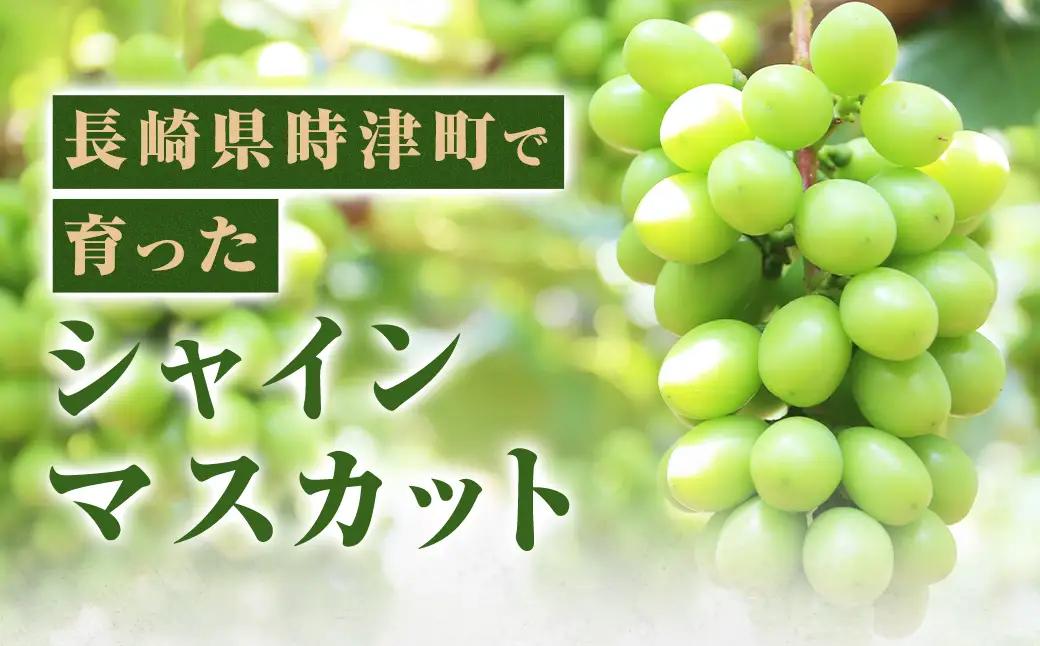 長崎県産 シャインマスカット 約1.2kg ぶどう フルーツ【2026年8月下旬～9月下旬迄発送予定】