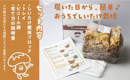 先行予約 菌床椎茸栽培キット 2個 きのこ | しいたけ  飛騨高山きのこの里 GK004