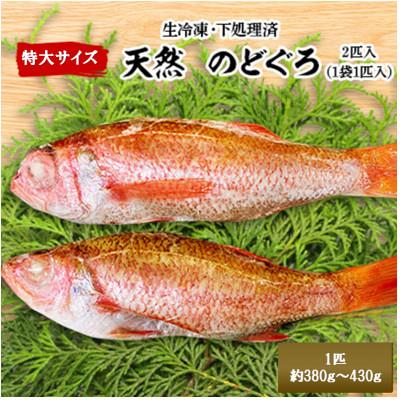 ふるさと納税 七尾市 天然のどぐろ　特大サイズ2尾 (合計760g以上)