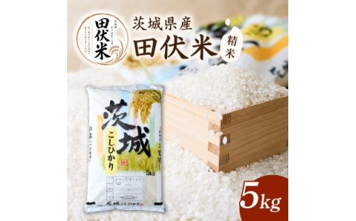 令和8年産 新米 田伏米のコシヒカリ 精米 5kg | こしひかり  お米 茨城県かすみがうら市産　【1662542】