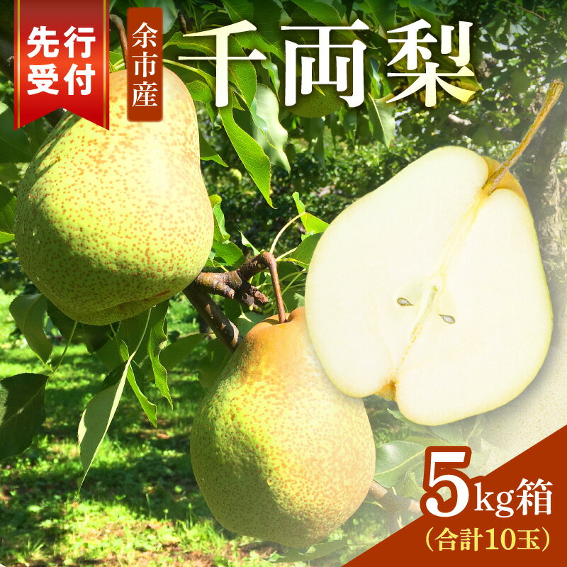 【ふるさと納税】高評価★4.27 【2026年9月下旬以降発送】千両梨 5kg箱 ( 10玉 ) シャキシャキ食感 さっぱり甘み 梨 幻の梨 青梨 季節限定 季節の味覚 梨 果物 フルーツ 贈り物 ギフト お取り寄せ 希少品種 限定生産 市場に出回らない 北海道 余市町 送料無料