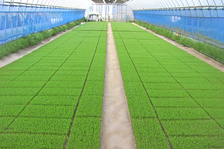 新米 [定期便／3ヶ月] 無農薬栽培 コシヒカリ《玄米》計13.5kg (4.5kg×3ヶ月連続)｜おいしい お米 コメ こめ ご飯 ごはん 白米 玄米 お取り寄せ 直送 贈り物 贈答品 ふるさと納税