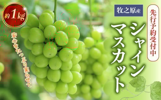 【先行予約受付】2026年度産 シャインマスカット 令和8年度産 約1kg 先行予約 8月初旬以降発送人気 数量限定 フルーツ ぶどう お取り寄せ 国産 安心 しゃいんますかっと 果物 くだもの フルーツ ふるーつ 果汁 果実 期間限定 季節限定 産地直送 農家直送 贈答用 プレゼント ギフト お祝い 葡萄 静岡ぶどう 静岡葡萄 静岡シャインマスカット 牧之原ぶどう 新鮮 edama 静岡 牧之原