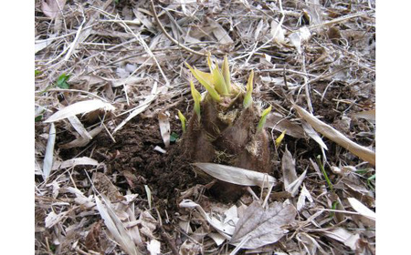 茨城県坂東市産 朝掘りたけのこ 約5kg（4～6本入）・米ぬか付き No.710