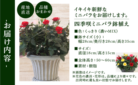 産地直送 ミニバラ トロフィーカップ（小） くっきり（濃いMIX） [11月～4月 お届け] 品種 おまかせ のため 訳あり 訳アリ 四季咲き ミニバラ 花 ガーデニング 生産量 日本一 天皇杯 鉢植
