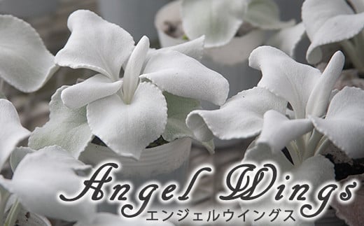 
            早期予約【期間限定】2025年10月下旬より発送開始予定 鉢物 セネシオ「エンジェルウイングス」 2.5寸×6鉢 ／ 植物 希少 シルバーリーフ  観葉植物 安代リンドウ開発
          