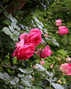 【2026年2月以降発送】バラ苗鉢植え「ルポールロマンティーク」 バラ 苗 1鉢 四季咲き 鉢植え 花 ルポールロマンティーク 6寸鉢 2年生苗 ガーデニング 初心者 母の日 父の日