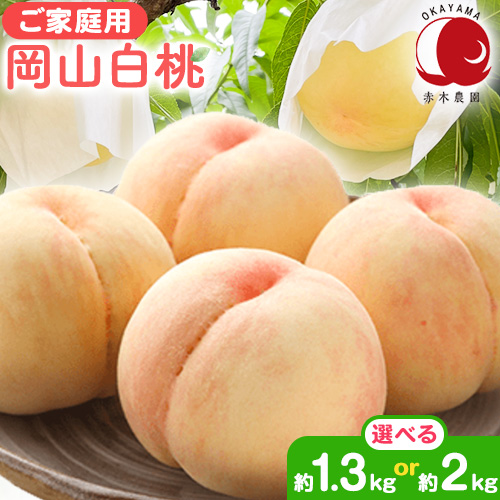 【2026年先行予約】ご家庭用 岡山白桃 選べる 約1.3kg (4～6玉前後) 約2kg (7～9玉前後) 赤木農園 《2026年7月上旬-8月上旬頃より発送》 岡山県 浅口市 フルーツ モモ 果物 青果 旬 白桃 桃 【配送不可地域あり】