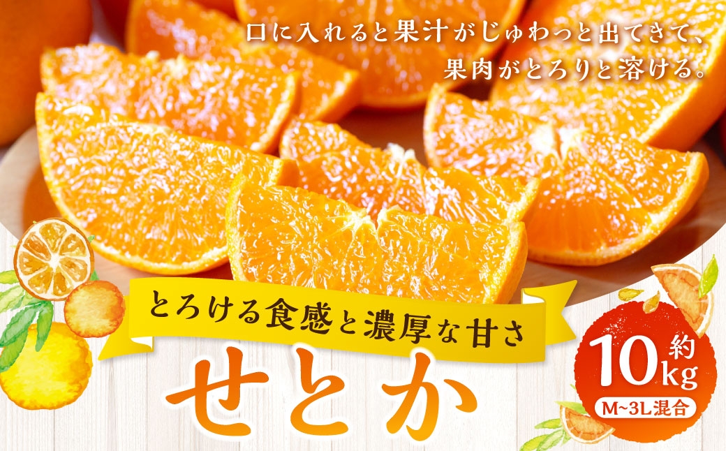 
                  【 とろける食感と濃厚な甘さ 】 せとか 約10kg みかん ミカン 柑橘 柑橘類 柑橘系 くだもの 果物 フルーツ 果実 果汁 果肉 国産 愛媛県産 【 2027年2月上旬～4月下旬発送予定 】 ( 1047 )
                