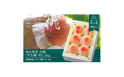 ＜2026年発送＞岡山県産　白桃(早生種)約1.3kg(5～6玉)_白桃 桃 もも モモ 早生種 1.3kg 5玉 6玉 贈答 果物 くだもの フルーツ 甘い 岡山県 津山市 産直 産地直送 ギフト プレゼント 送料無料【1614011】
