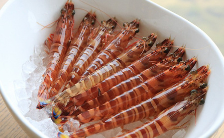 【養殖場から直送】活き〆急速冷凍車えび 3Lサイズ 約4kg(96~104尾/500g×8P)