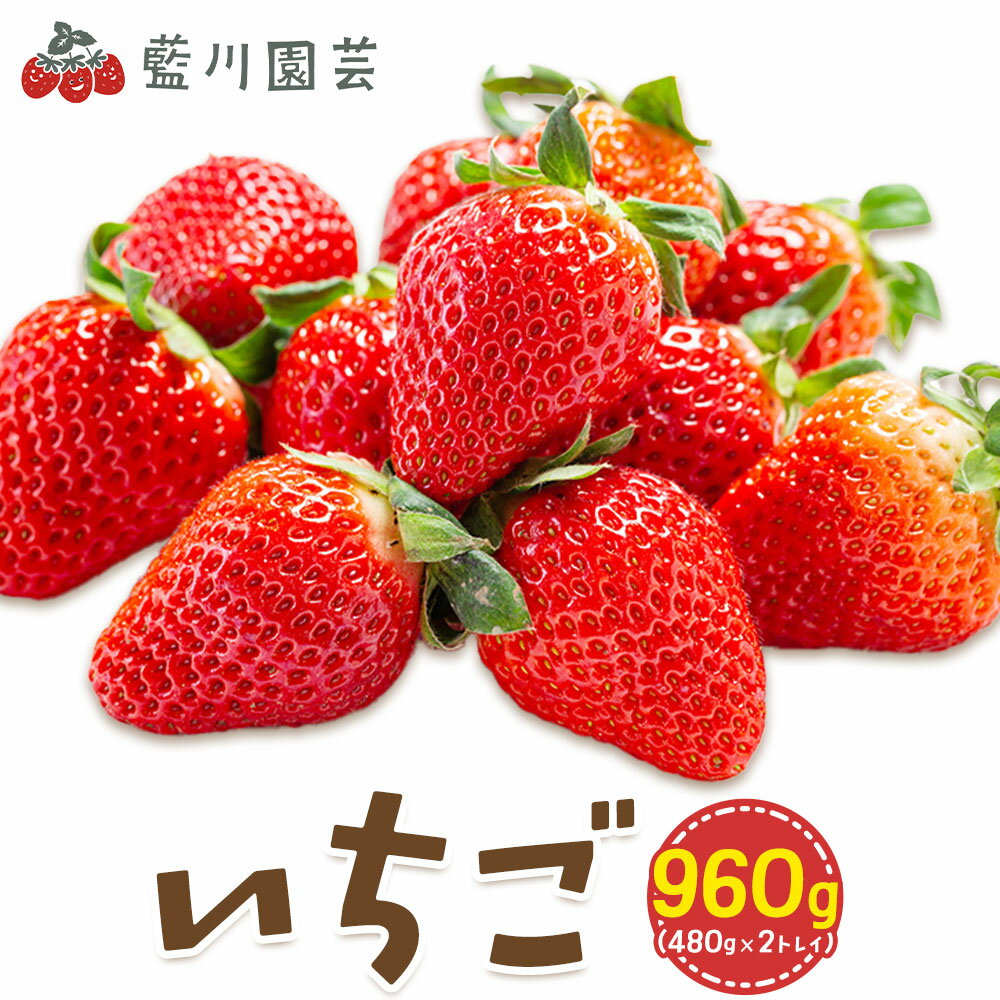 【ふるさと納税】いちご 約960g (480g×2トレイ) 藍川園芸《2026年2月上旬-4月中旬頃出荷》千葉県 流山市 果物 いちご 採れたて 新鮮 フルーツ とちおとめ やよいひめ 紅ほっぺ ほしうらら スターナイト おいCベリー 贈答用【着日指定不可】【配送不可地域あり】
