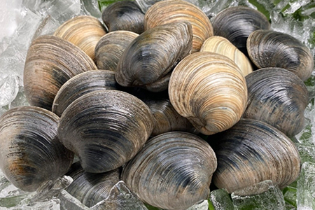 漁師直送！活ホンビノス貝4.5kg（サイズミックス）◇