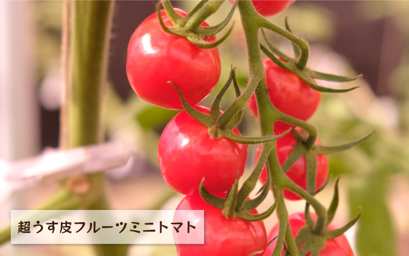 先行予約 数量限定!!うす皮 薄皮 フルーツミニトマト「華の妖精」1kg