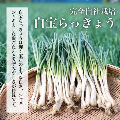 ふるさと納税 南さつま市 【鹿児島県産】白宝らっきょうプレミアムセット 14P(酢漬け・塩漬け各4P、しそ漬け・黒酢漬け各3P |  | 01
