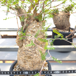 オペルクリカリア・パキプス「塊根植物の王様」(発根管理済) P03 [0426ch]