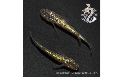 ラメ王風雅