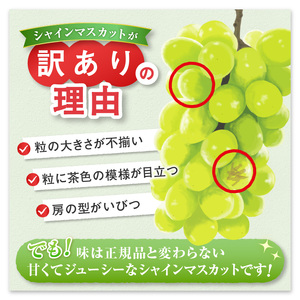 【訳あり】魅惑のボリューム感『シャインのふるさと甲州』シャインマスカット2～3房(1.2kg程度)【2024年発送】（SFK）B11-855