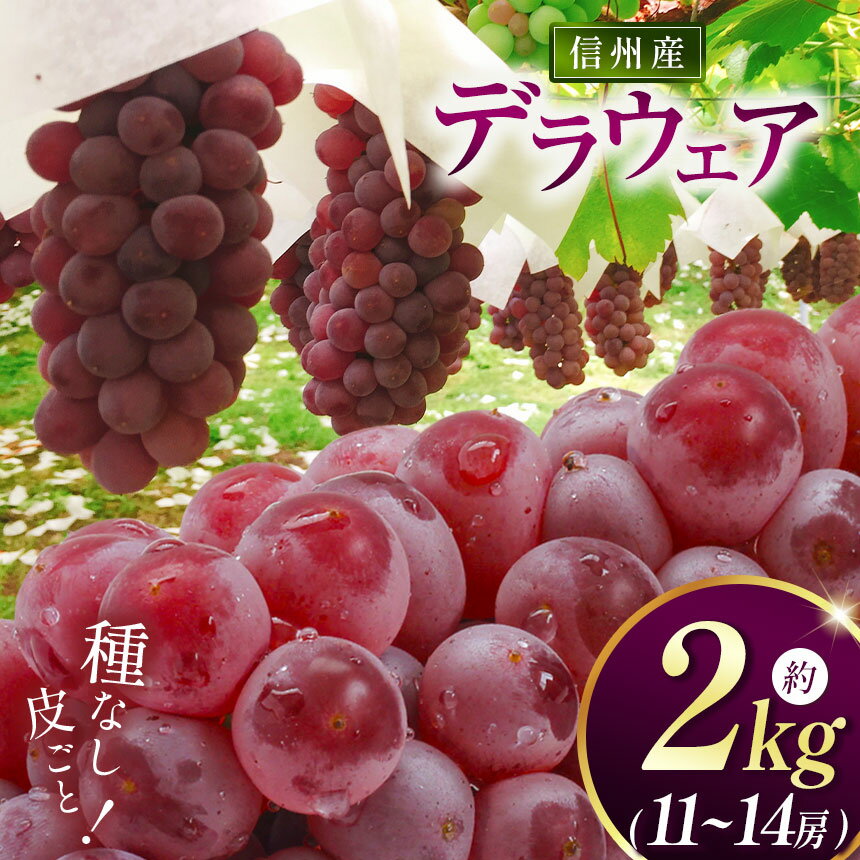 【ふるさと納税】【先行受付：8月下旬発送】 信州産 デラウェア 約2kg (11～14房) ｜ふるさと納税 松本市 ぶどう 葡萄 デラウェア 果物 フルーツ 新鮮 信州産 先行予約