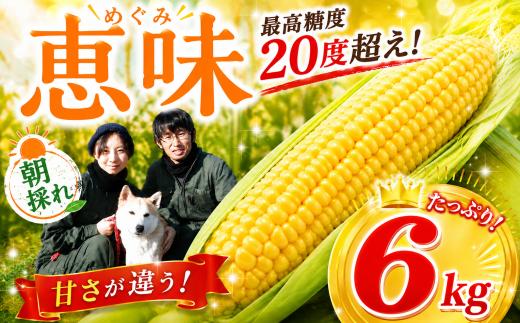 とうもろこし 約 6kg 【先行予約】【来季2027年発送分】コーン 生とうもろこし 野菜 夏野菜 とうもろこし トウモロコシ 生 新鮮 産地直送 冷蔵 高糖度 人気 リピーター おすすめ 最高糖度 20度 千葉県 香取市 SBF002_X1
