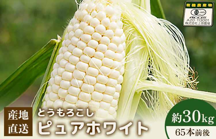 【2026年度発送分】上原農場直送 有機栽培とうもろこし (ピュアホワイト)  約30kg 約65本前後 | ふるさと納税 北海道 中標津 なかしべつ とうもろこし ピュアホワイト とうきび コーン 野菜 夏野菜 夏 産地直送 新鮮 採れたて 朝採れ 甘い オーガニックお取り寄せ ワンストップ マイページ 上原農場 中標津町【66018】【66018】