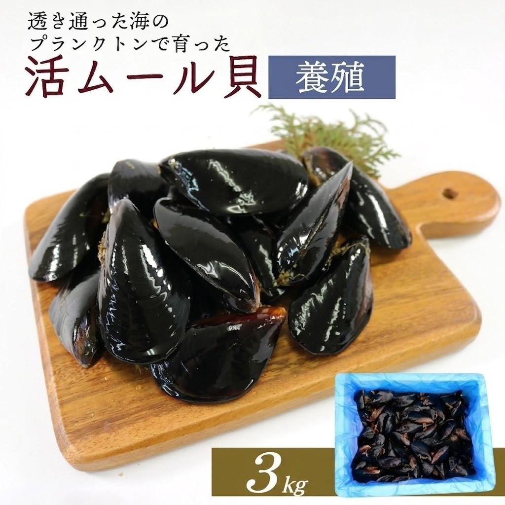 活ムール貝 3kg 貝 むーるがい 活 ムール貝 養殖 限定 貝類 三陸産 パエリア 蒸し パスタ 酒蒸し ピザ 海鮮 殻付き 新鮮 国産 大船渡市 岩手県 魚介 冷蔵 しゅうり貝 ムラサキイガイ 黄金活ムール貝