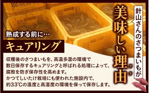 【訳あり】針山さんちのさつまいも 紅はるか 3kg / さつまいも 紅はるか 岡山県 野菜 【ybrf001-01】