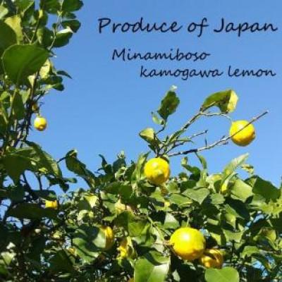 ふるさと納税 鴨川市 LimOce『オールインワンクリーム』150g×3本 [SF0030-0115] |  | 02