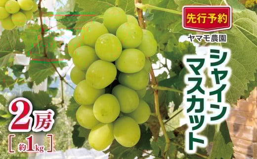 【2026年先行予約】 シャインマスカット2房 約1kg | ヤマモ農園 果物 ぶどう 葡萄 シャインマスカット フルーツ デザート 食後 おやつ 低農薬 果汁 皮ごと 日本産 国産 産地直送 長野県 松川村 信州