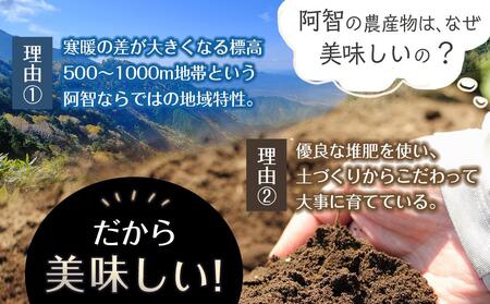 【先行予約】浪合スイートコーン | 野菜 とうもろこし トウモロコシ コーン 信州 長野