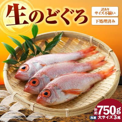 ふるさと納税 香美町 調理済み 香住産のどぐろ大3尾(生・冷凍)【令和8年3月以降順次発送】