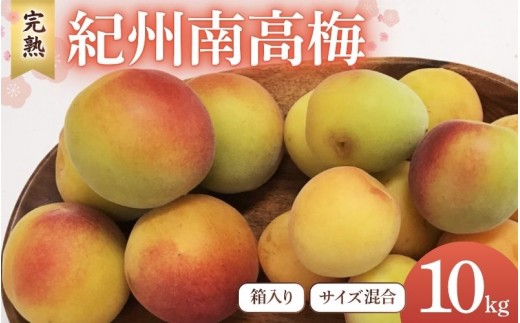 
                  【2026年分先行予約】完熟梅 紀州南高梅 10kg サイズ混合（箱込み）※2026年6月中旬～順次発送予定 / 35000円 3万円 田辺市 果物 果実 くだもの かじつ 梅 生梅 梅干し うめぼし 梅酒 梅ジュース 梅シロップ 手作り 自家製 新鮮 収穫日発送 【sny007】
                