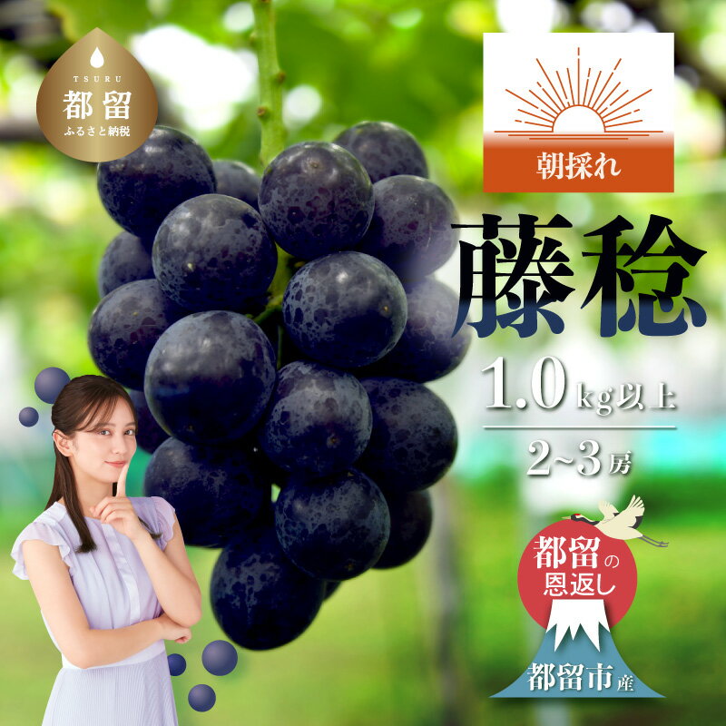 【ふるさと納税】【2026年 先行予約】日本一の産地山梨県産 朝採れ 藤稔 約1.0kg以上 (2〜3房）｜ 産地直送 新鮮 やまなし 山梨 送料無料 黒ぶどう ブドウ ぶどう 葡萄
